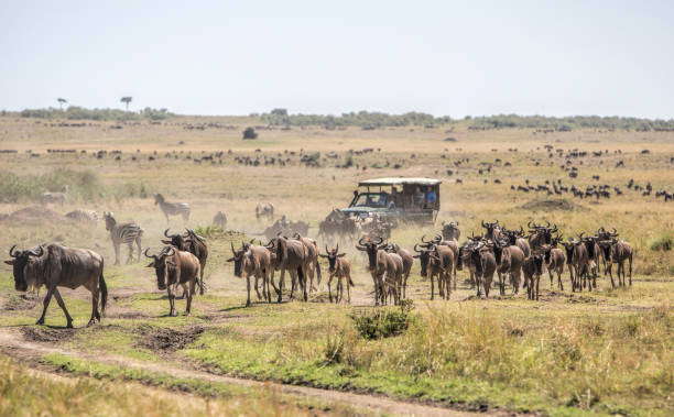 Great Migration Special